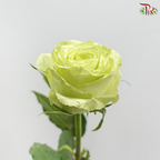 Rose (50CM)