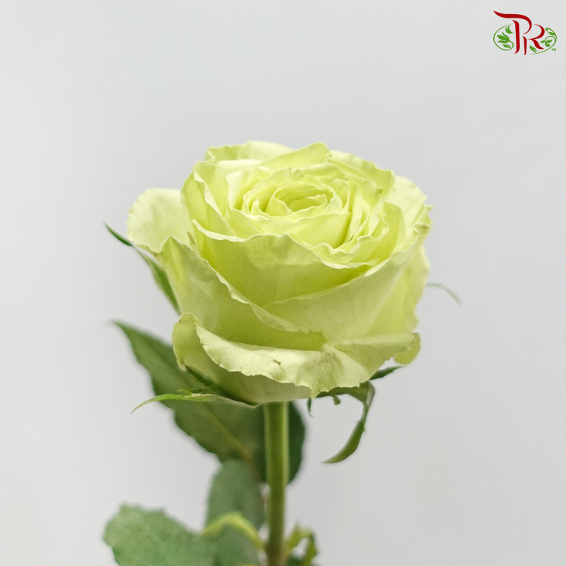 Rose (50CM)