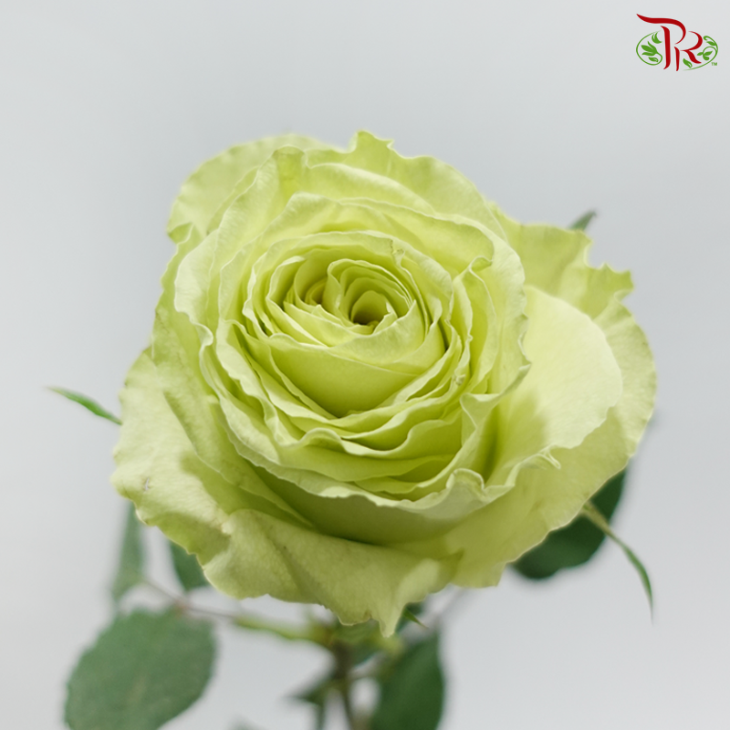 Rose (50CM)