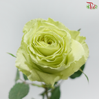 Rose (50CM)
