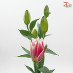 Rose Lily