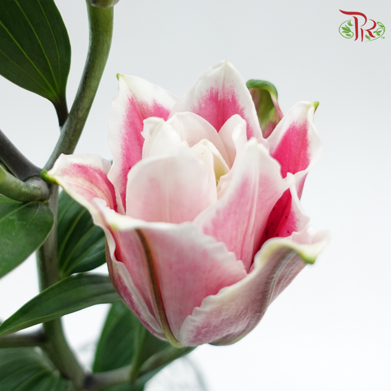 Rose Lily