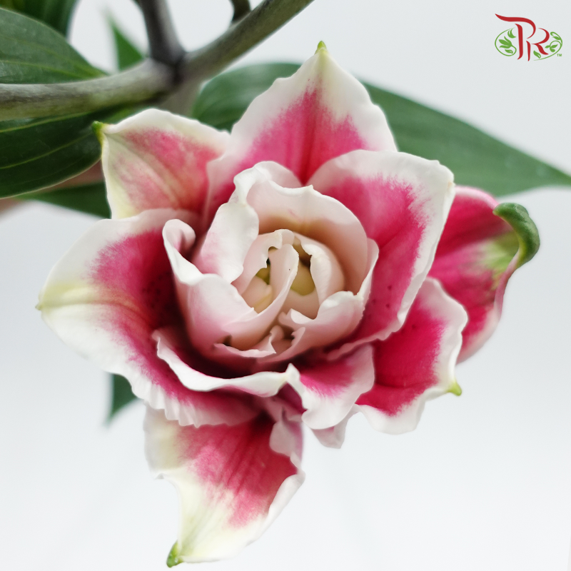 Rose Lily