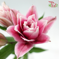 Rose Lily 3+ 《重瓣百合》