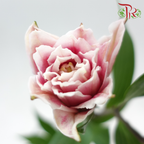Rose Lily 3+ 《重瓣百合》