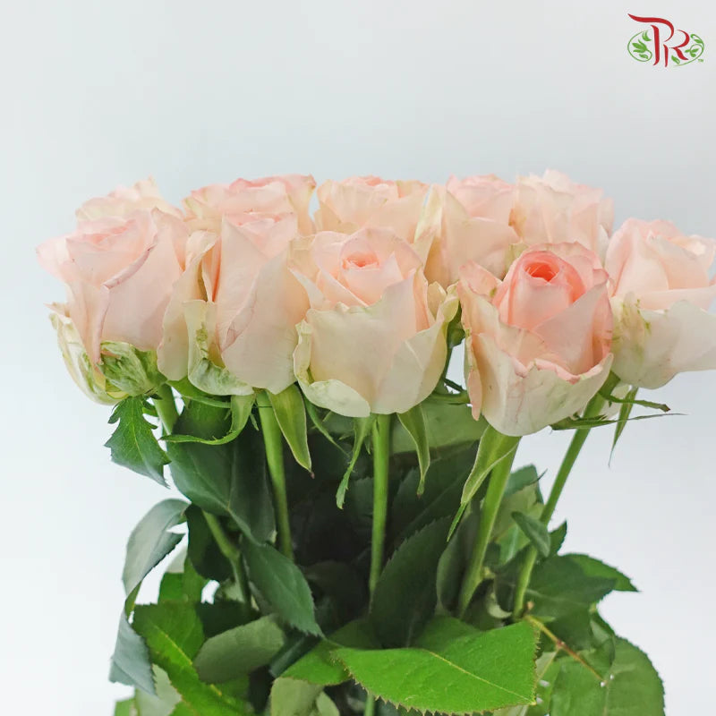 Rose 《玫瑰》