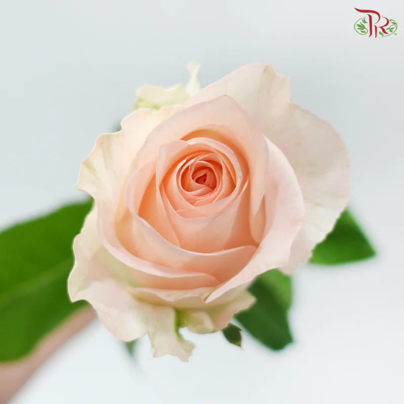 Rose 《玫瑰》
