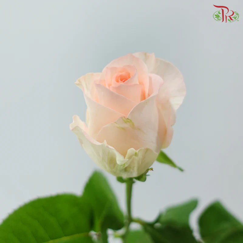 Rose 《玫瑰》