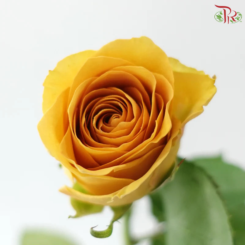Rose 《玫瑰》