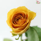 Rose 《玫瑰》