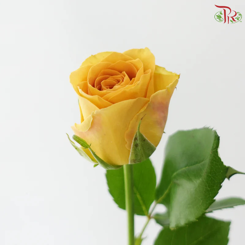 Rose 《玫瑰》
