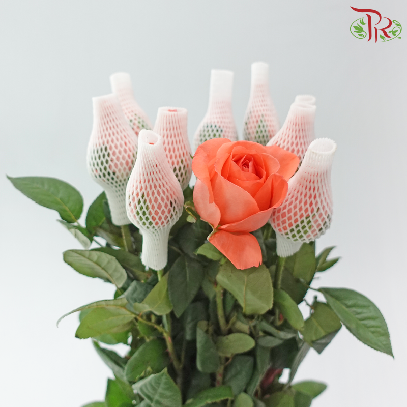 Rose Netting