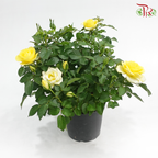 Danish Rose 150P《丹麦玫瑰》(Random Pick)