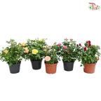 Danish Rose 150P《丹麦玫瑰》(Random Pick)
