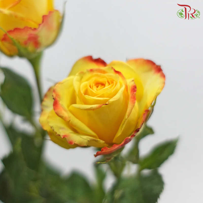 Rose Spray 《多头玫瑰》