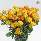 Rose Spray 《多头玫瑰》