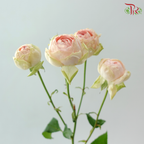 Rose Spray Butterfly 《蝴蝶多头玫瑰》