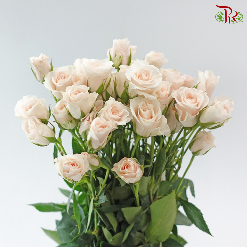 Rose Spray