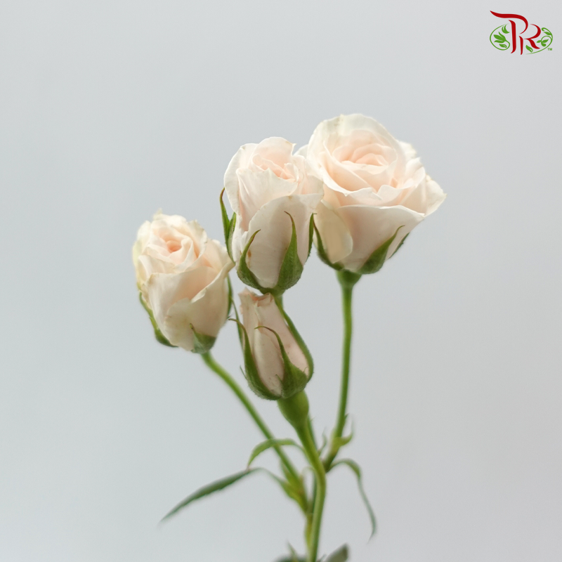 Rose Spray