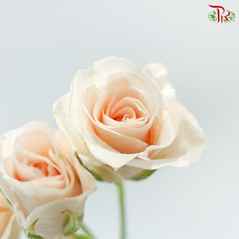 Rose Spray