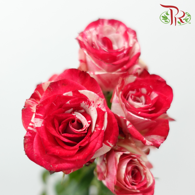 Rose Spray 《多头玫瑰》