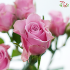 Rose Spray 《多头玫瑰》