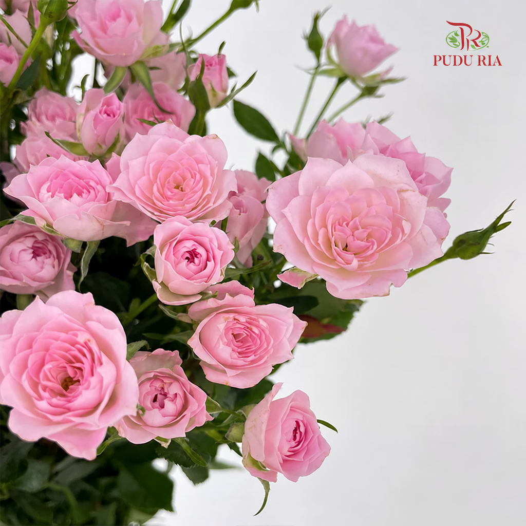 Rose Spray 《多头玫瑰》