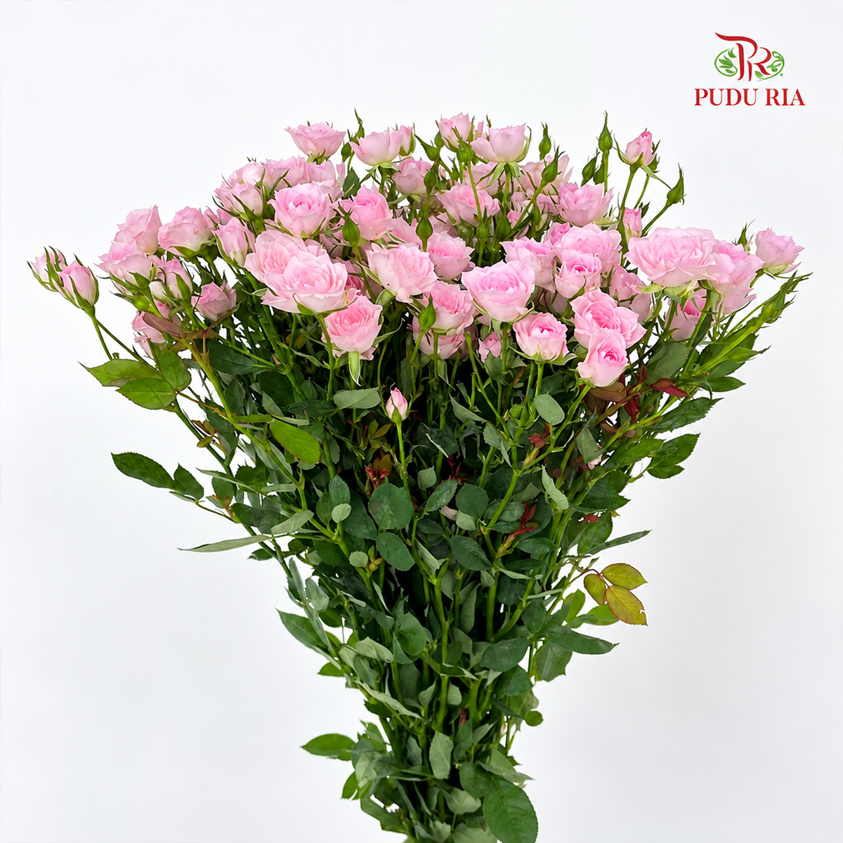 Rose Spray 《多头玫瑰》