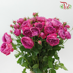 Rose Spray Butterfly 《蝴蝶多头玫瑰》