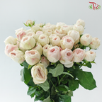 Rose Spray Kupi