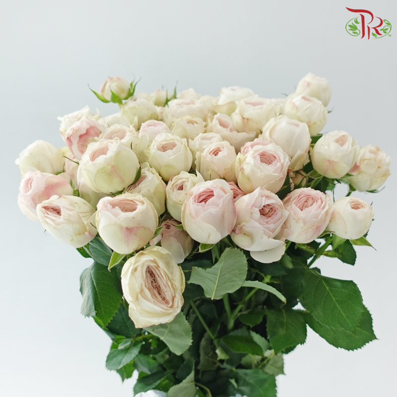 Rose Spray Kupi