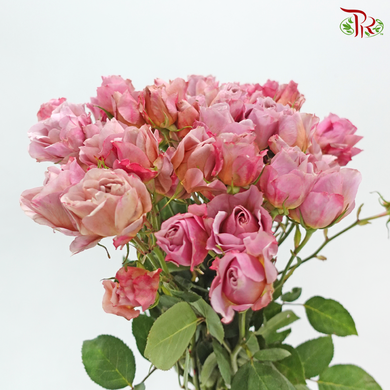 Rose Spray