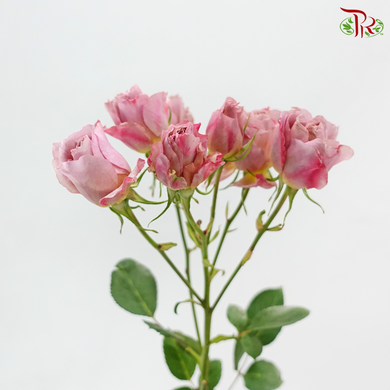 Rose Spray