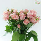 Rose Spray 《多头玫瑰》