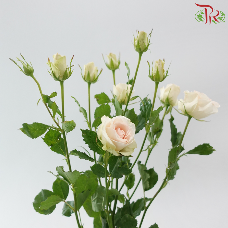 Rose Spray 《多头玫瑰》
