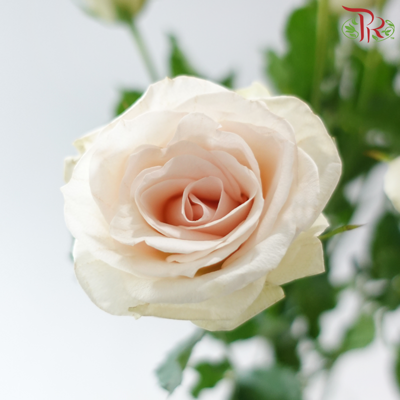 Rose Spray 《多头玫瑰》