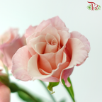 Rose Spray 《多头玫瑰》