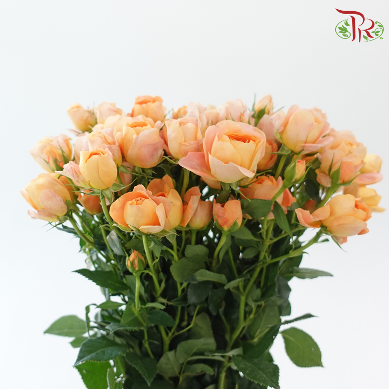 Rose Spray Butterfly 《蝴蝶多头玫瑰》
