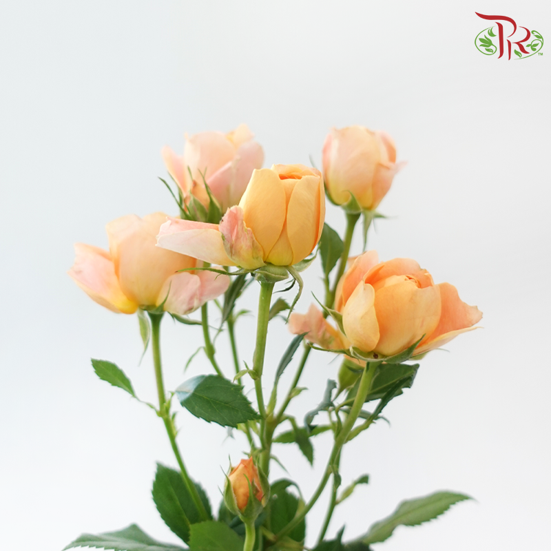 Rose Spray Butterfly 《蝴蝶多头玫瑰》