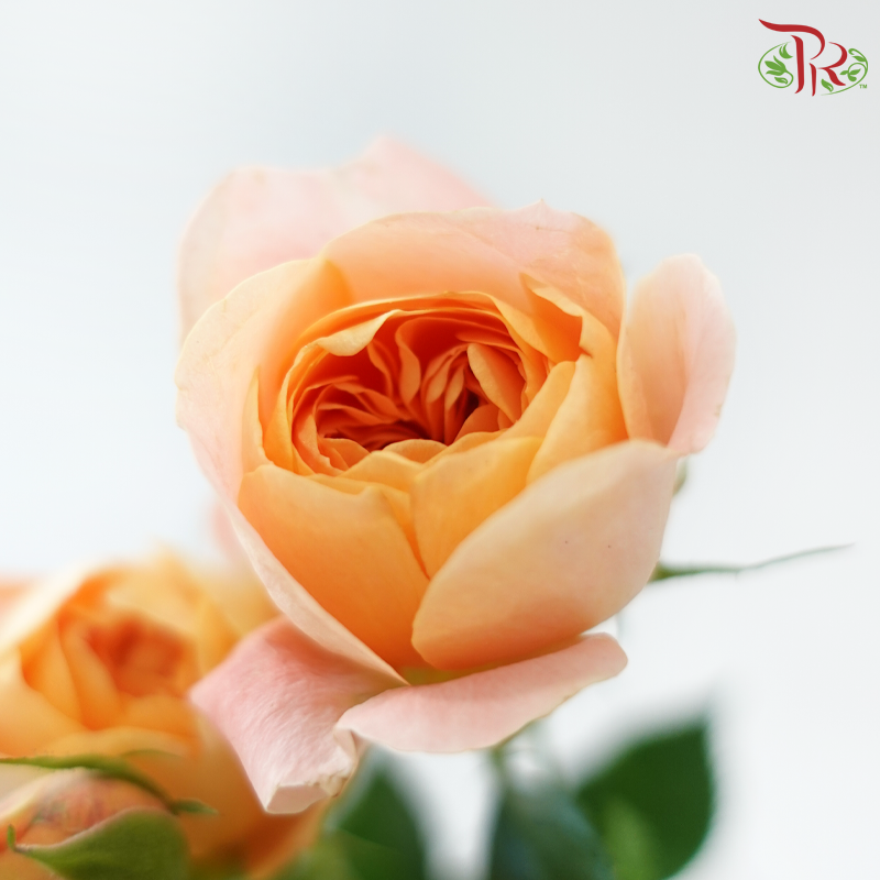 Rose Spray Butterfly 《蝴蝶多头玫瑰》