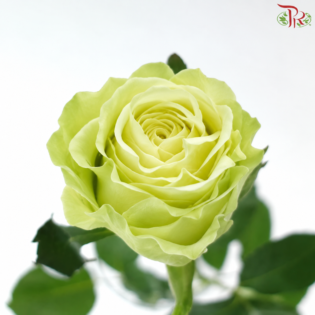 Rose 《玫瑰》