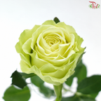 Rose 《玫瑰》