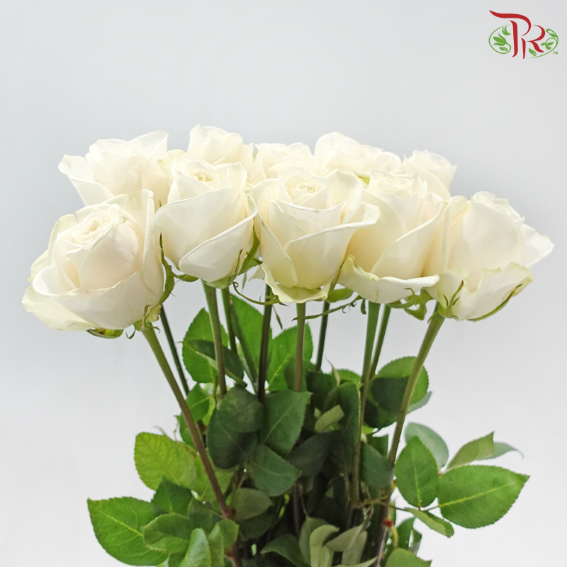 Rose 《玫瑰》