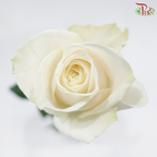Rose 《玫瑰》