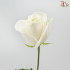 Rose 《玫瑰》