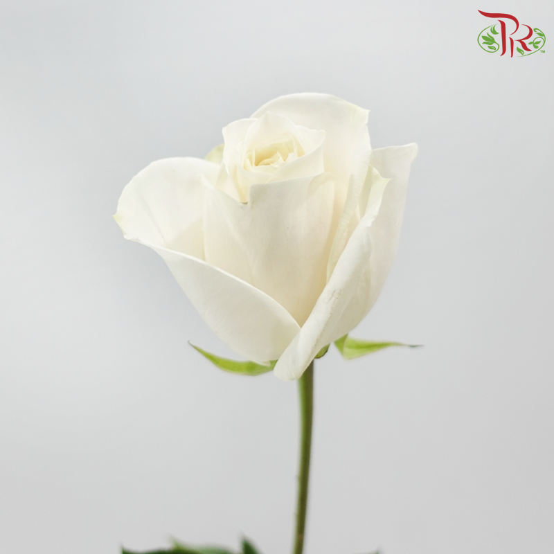 Rose 《玫瑰》