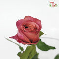 Rose - Barista  (10 Stems) - Pudu Ria Florist