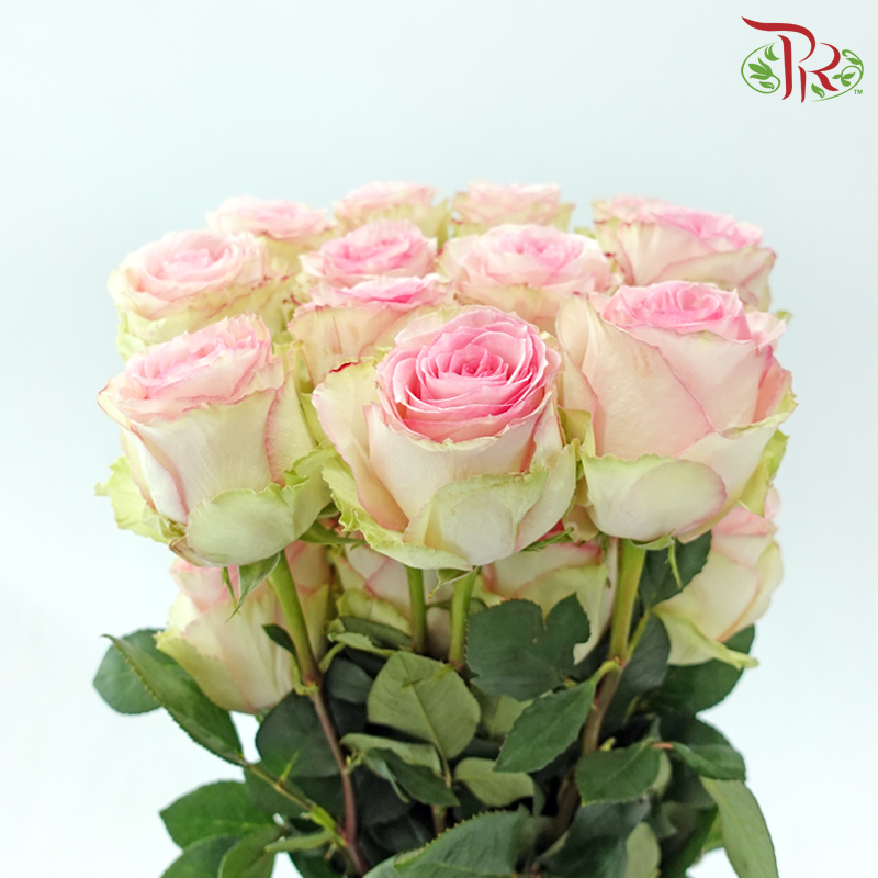Star Rose