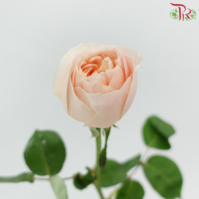 Rose Juliet 《朱丽叶玫瑰》