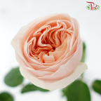 Rose Juliet 《朱丽叶玫瑰》